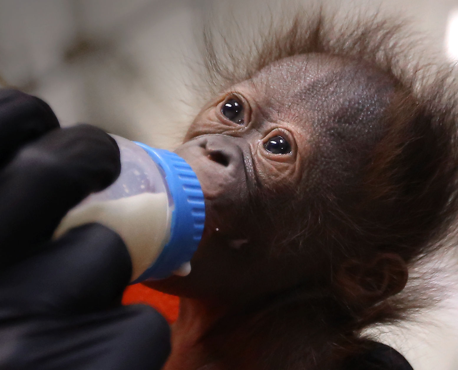 New Orangutan 5